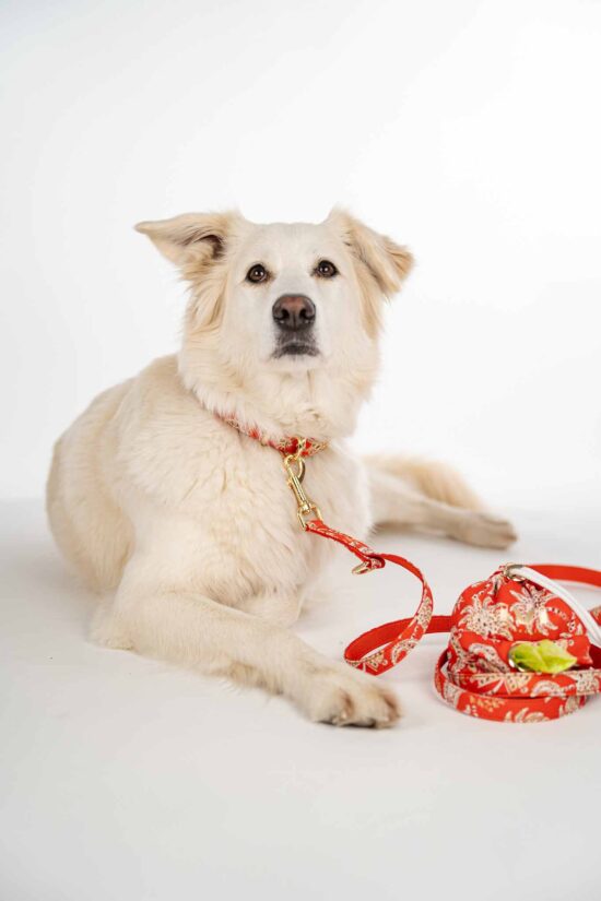 PALM VIBES Leash